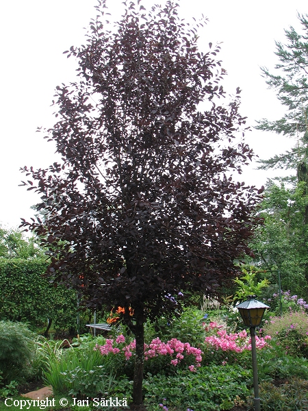 Prunus virginiana 'Schubert', rusotuomi